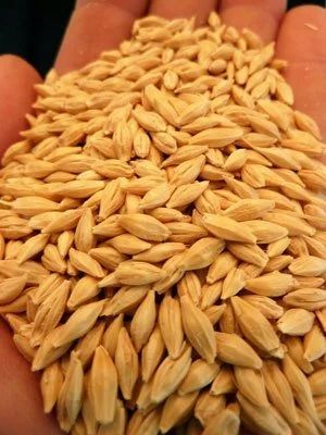 Canadian malt barley looking good, prices under pressure - AGCanada - AGCanada