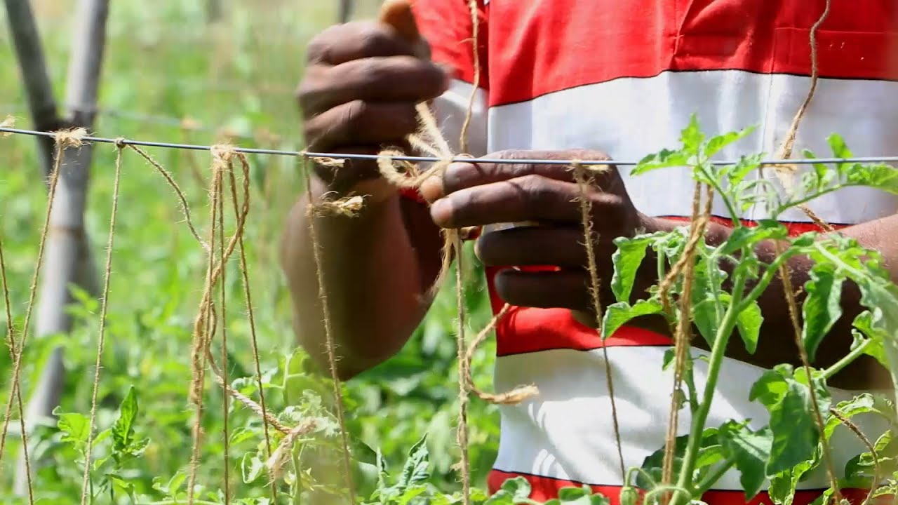 Staking tomato plants