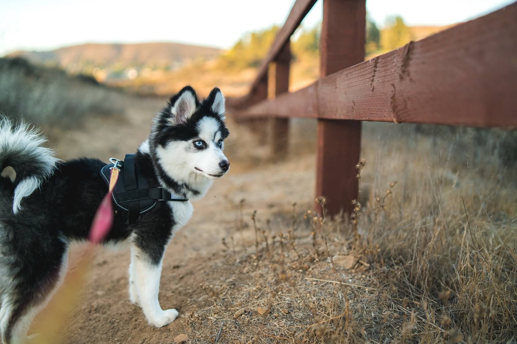 Siberian Husky Puppies For Sale Gender Female