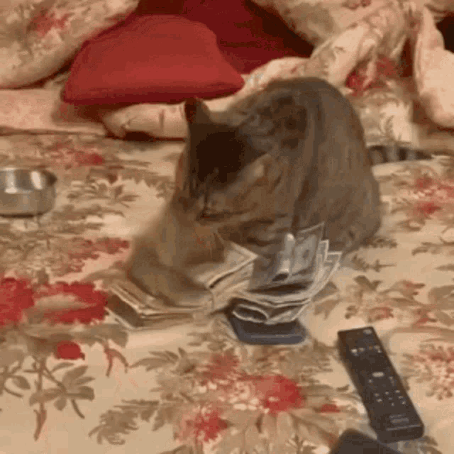 cat bank GIF by Digg