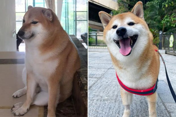Famous meme dog ‘Cheems’ dies of cancer | The Straits Times
