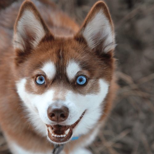 Top 10 Questions about the Miniature Husky - Animalso