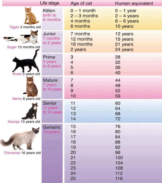 How to Tell Your Cat's Age in Human Years (With Chart) - Catster