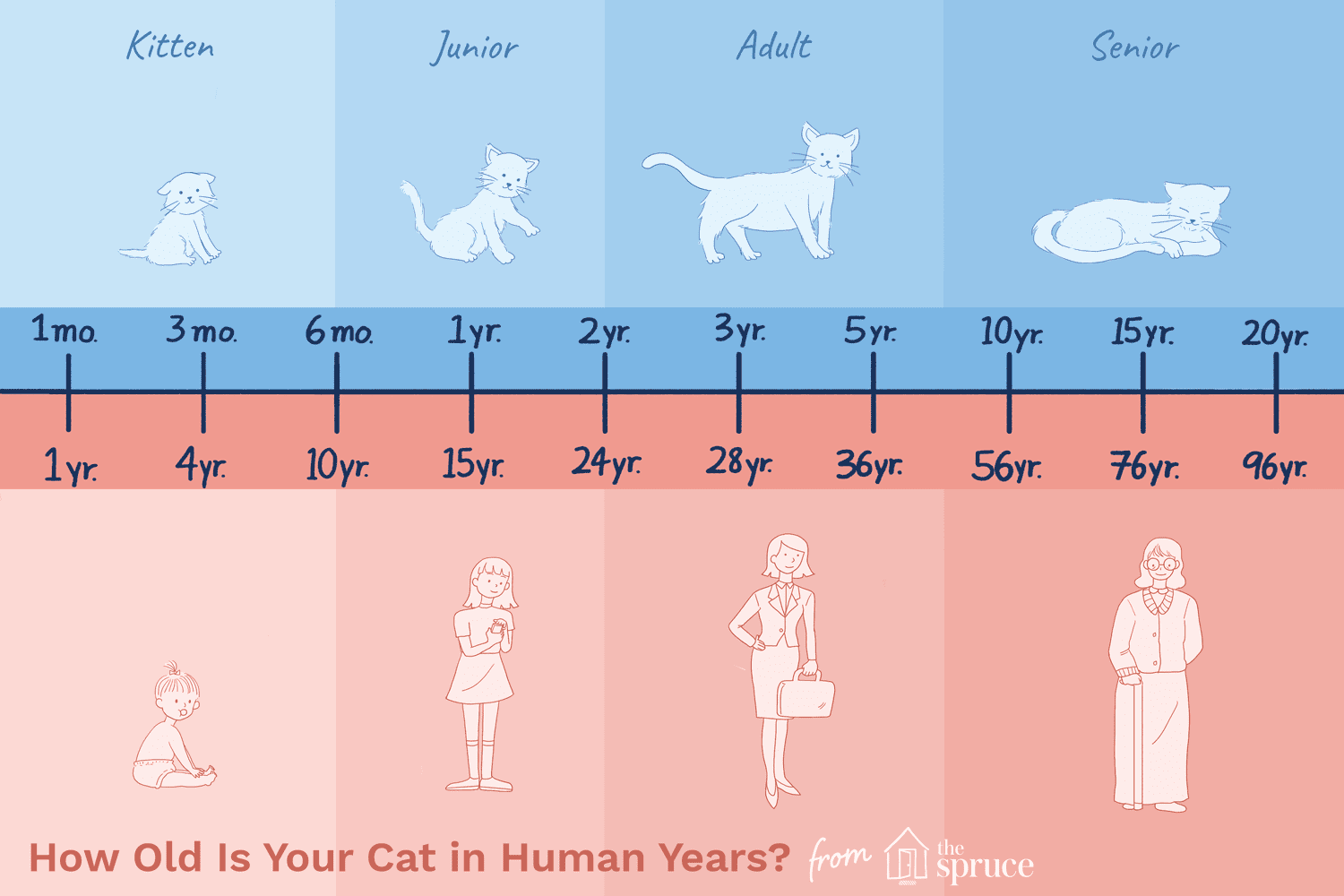 Cat Age Chart | Safe Haven Humane Society