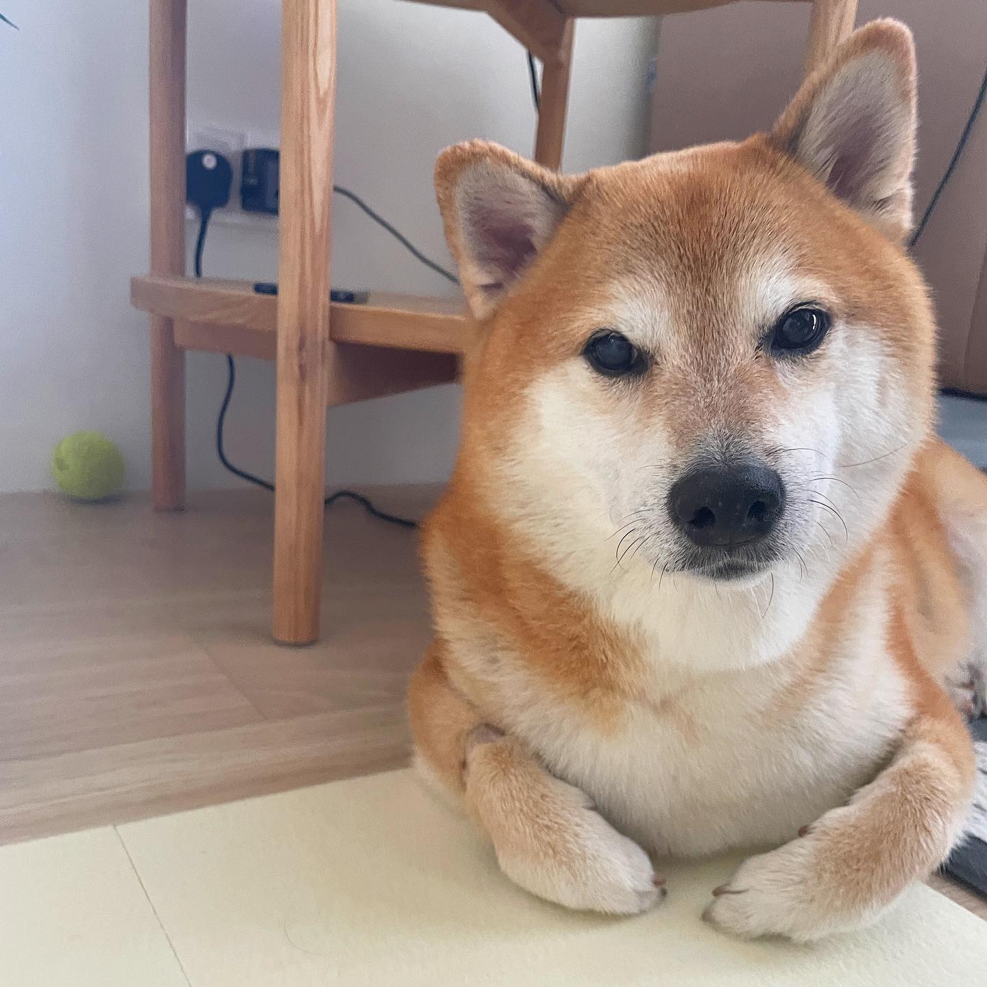 Shiba Inu of the viral 'Cheems' doge meme dies after cancer battle | World – Gulf News