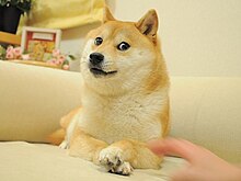 Is Dogecoin dead? An in-depth look at the first meme coin
