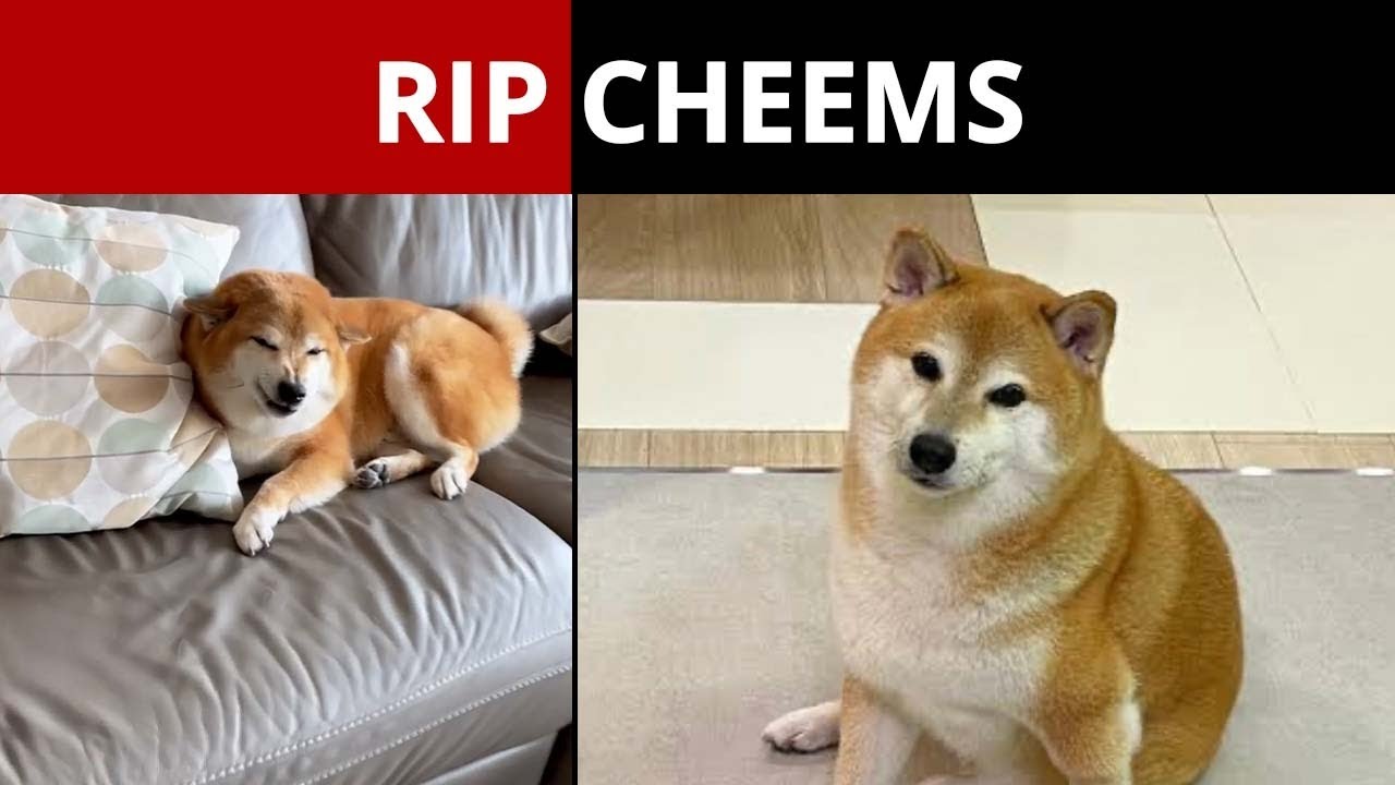 Shiba Inu of the viral 'Cheems' doge meme dies after cancer battle | World – Gulf News