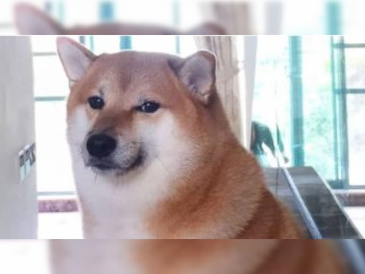 Viral 'Doge Meme' dog Cheems Balltze dies at 12 after battling cancer. Internet mourns loss