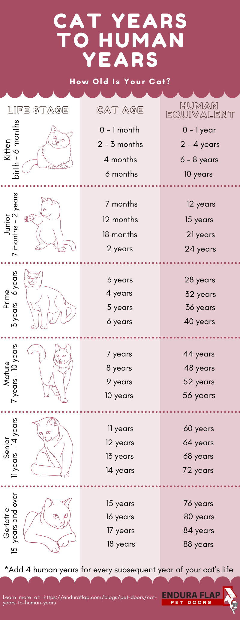 Cat Age Chart: Find Out Cat Years to Human Years