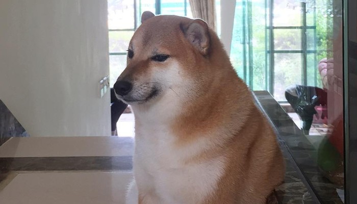 Kabosu, Dog Who Inspired Global “Doge” Meme, Is on Its Deathbed