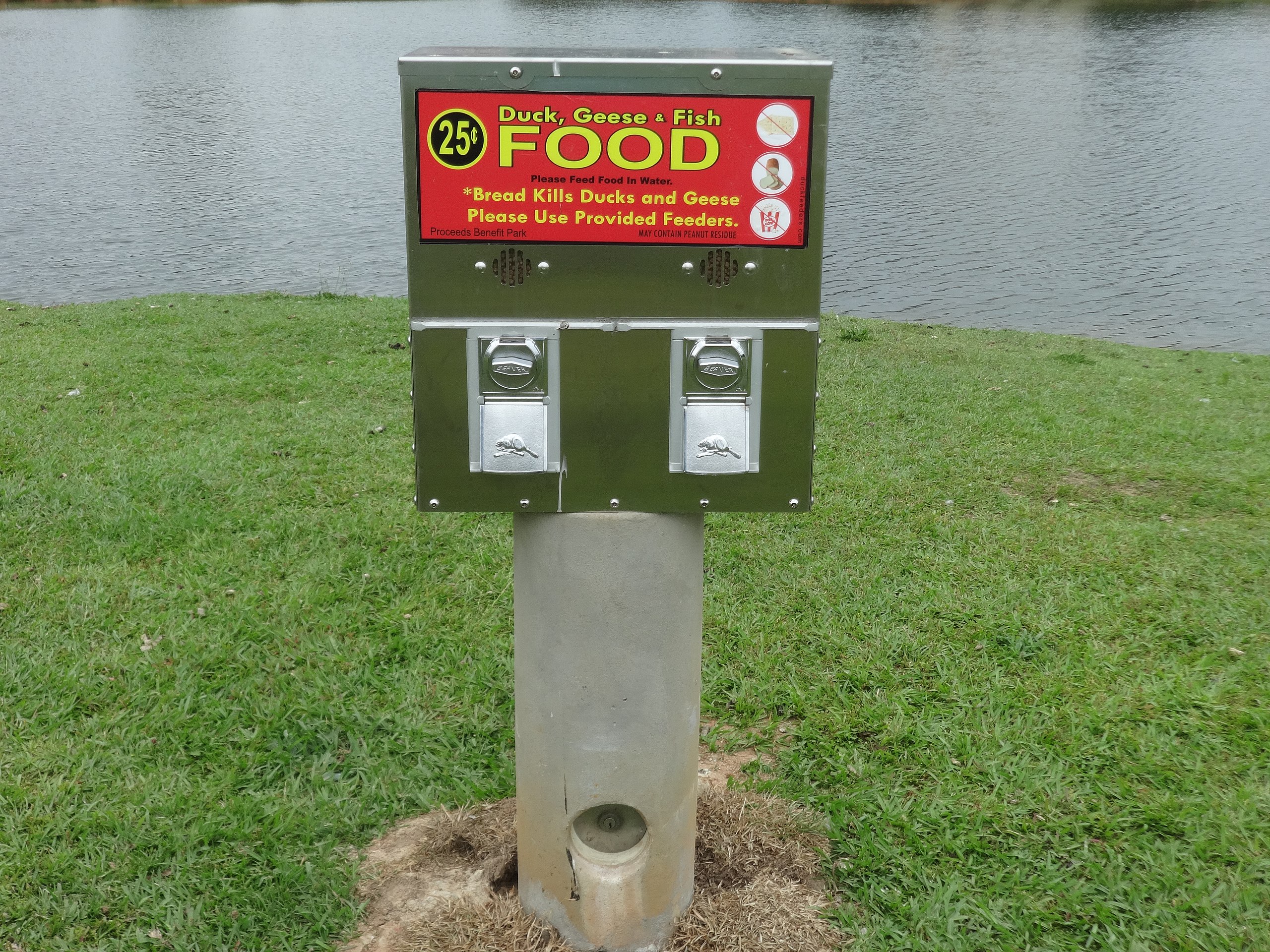 Father and son quackers about ducks install feeder at the Lough