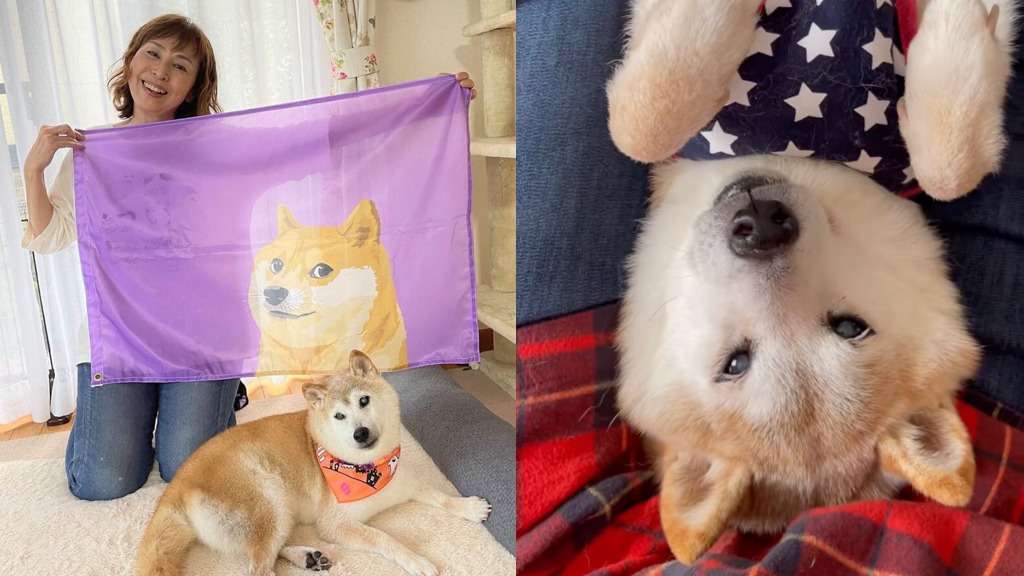 year-old Shiba Inu who was inspiration for ‘Doge’ memes is suffering from leukemia - India Today