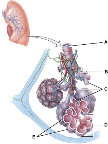 Figure: Gas Exchange Between Alveolar Spaces and Capillaries - MSD Manual Consumer Version