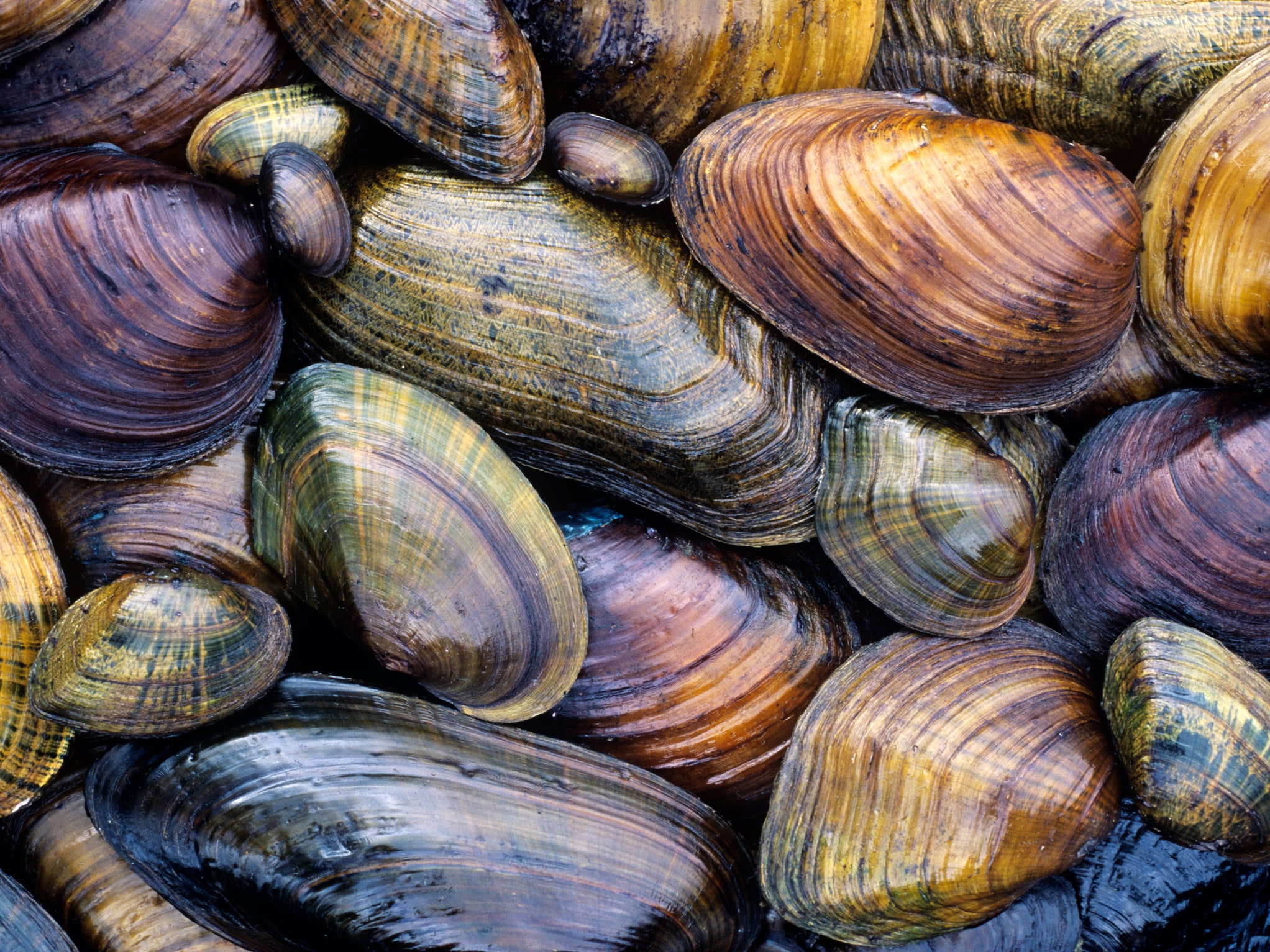 Fregola with Clams, Tomatoes, and Moscato | Erica De Mane