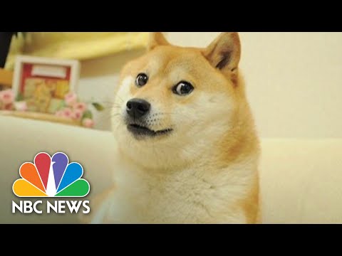 Famous Shiba Inu dog, who inspired 'doge' memes & Dogecoin, gravely ill with leukaemia