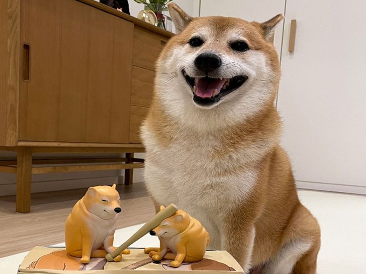 Shiba Inu of the viral 'Cheems' doge meme dies after cancer battle | World – Gulf News