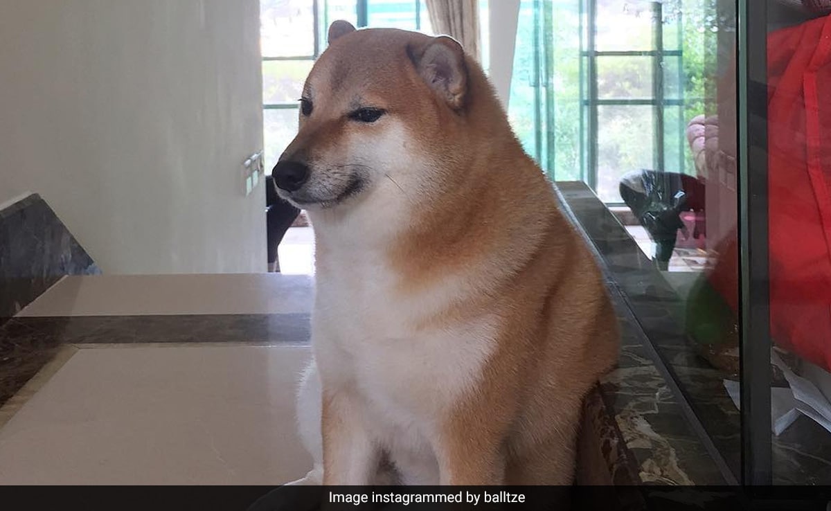 Shiba inu who inspired ‘doge’ meme is seriously ill with leukemia | CNN Business