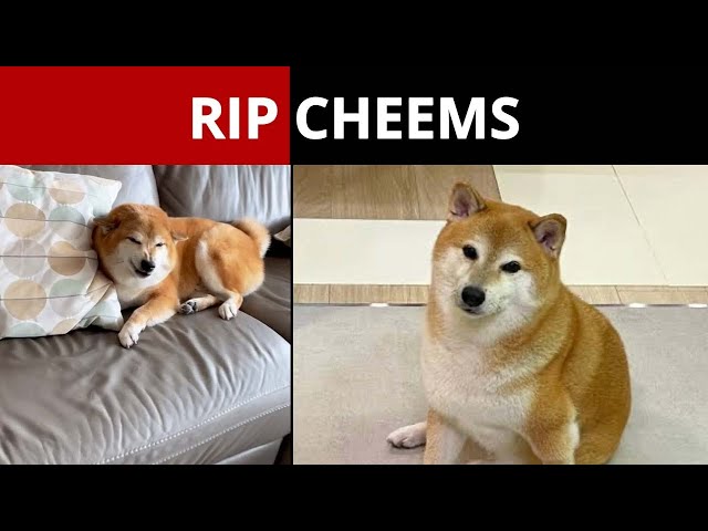 Viral meme dog Cheems dies at 12 after battle with cancer