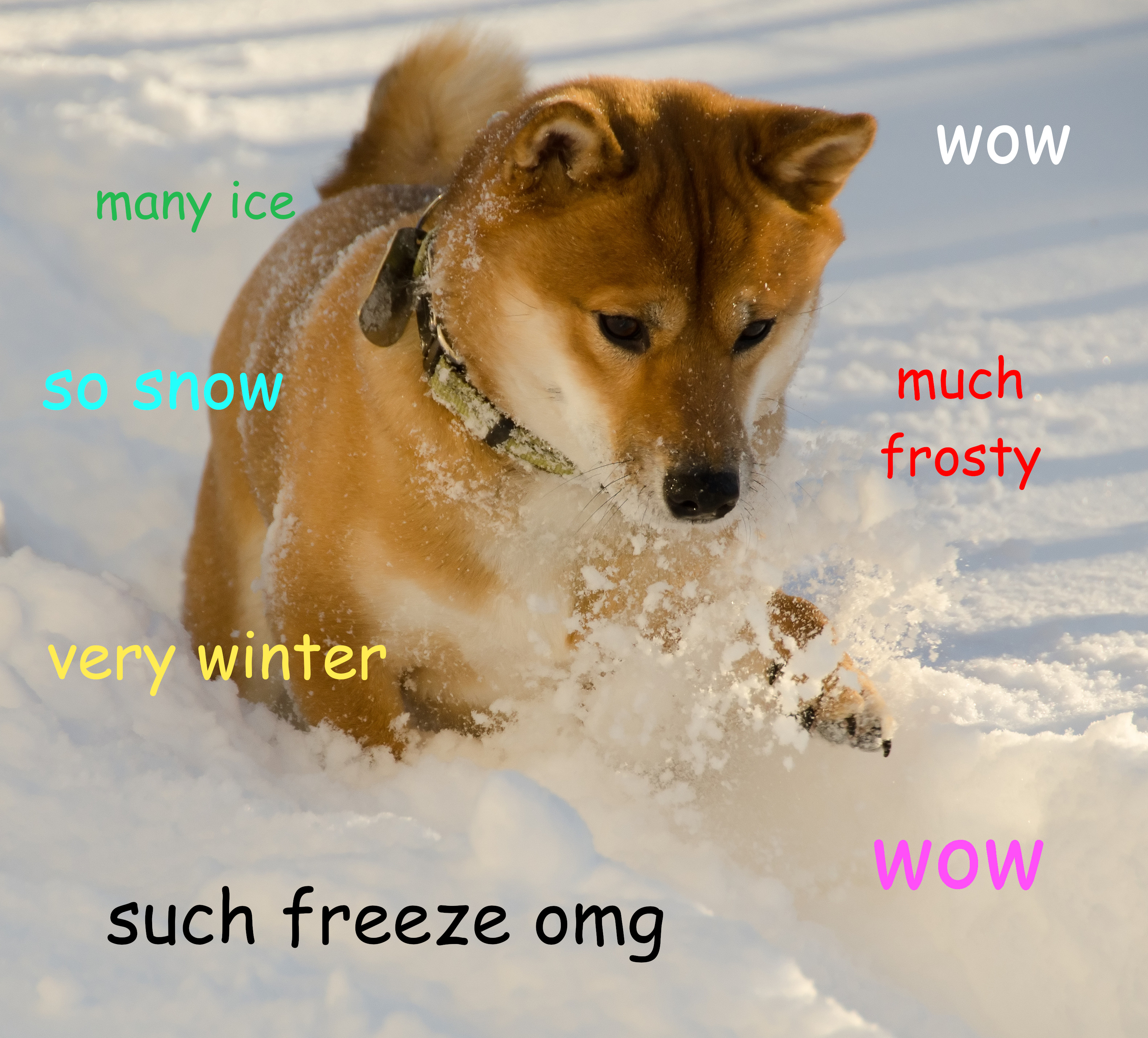 Shiba Inu behind ‘Doge’ meme makes surprising recovery, owner announces