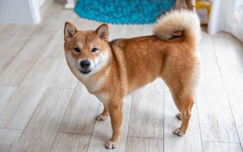 Shiba Inu Dog Breed - PIA