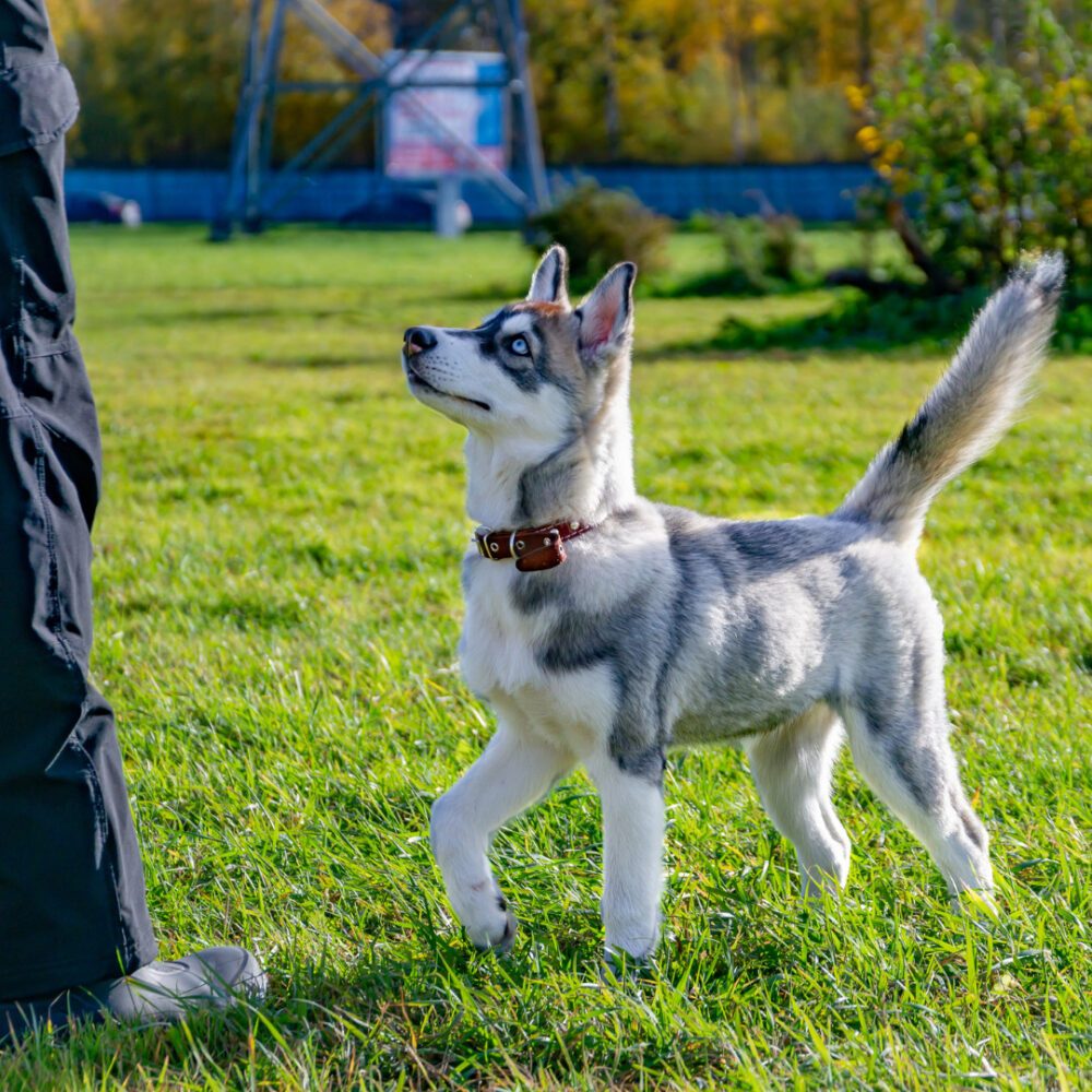 Siberian Husky Puppies Sale in India | Siberian Husky Puppies Price in India - Premium Pet House