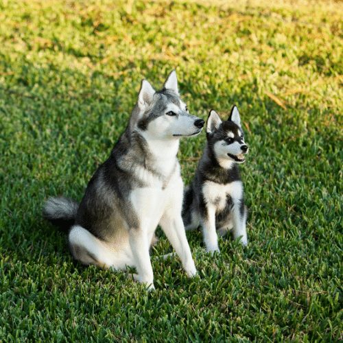 Husky Puppy Photos and Images | Shutterstock