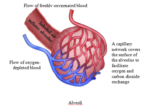 Gas exchange - Health Video: MedlinePlus Medical Encyclopedia