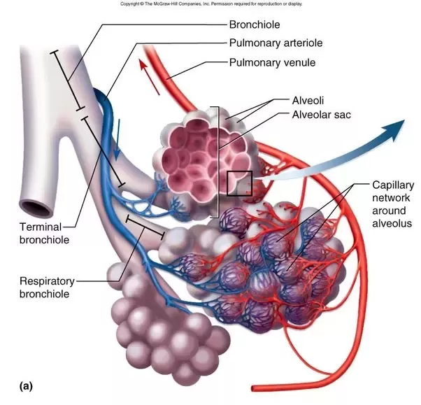 Name the primary site of exchange of gases in our body ?