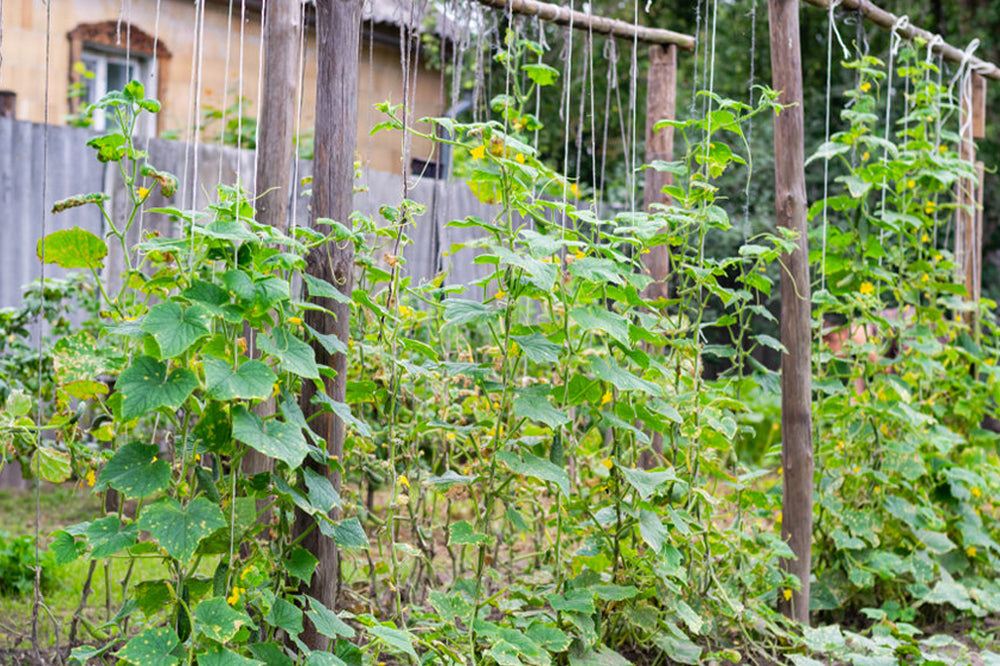 Staking The Yam Vines - Ogidi Olu Farms